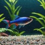 beginner friendly aquarium fish