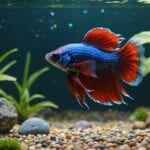 enhances betta fish wellbeing