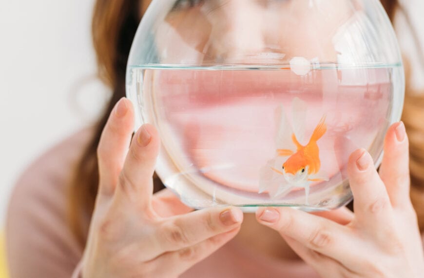 Person holding a round fishbowl with an orange goldfish inside.