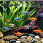 beginner fish community selection