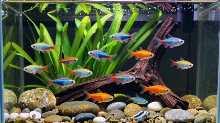 beginner fish community selection