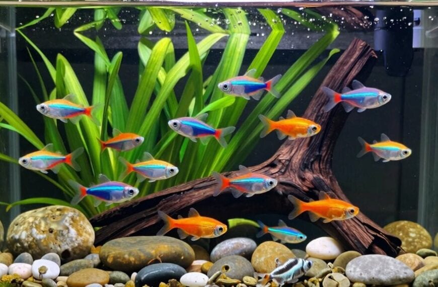 beginner fish community selection