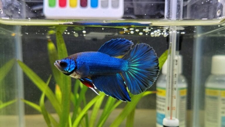 fish mortality prevention strategies