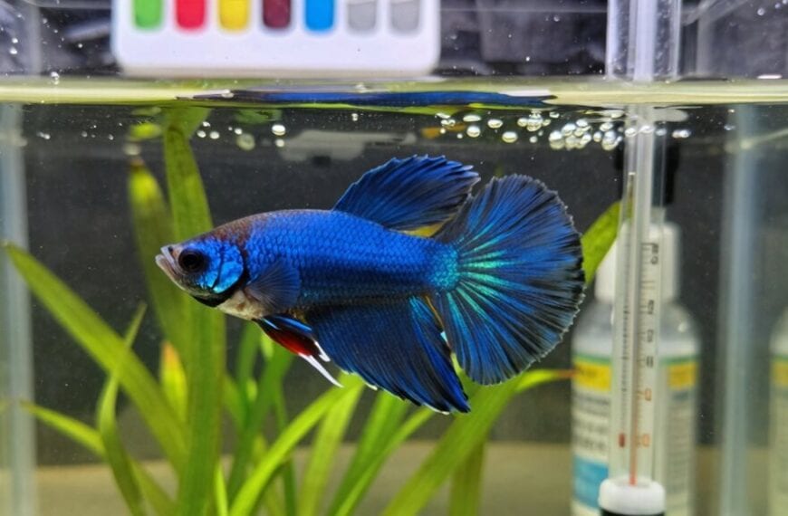 fish mortality prevention strategies