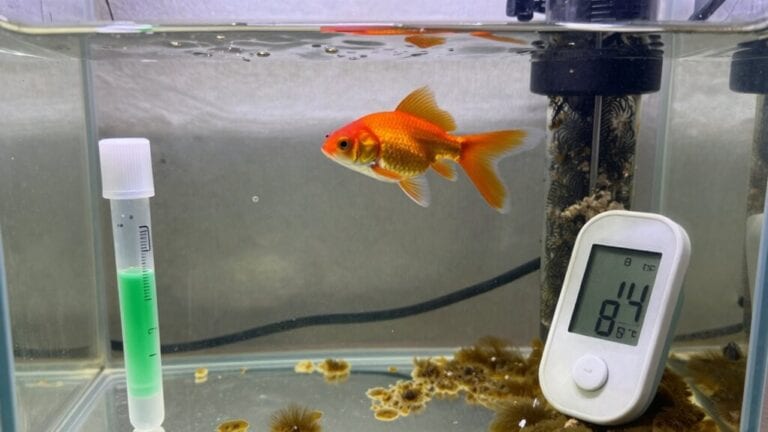 nitrogen cycle and fish