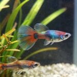 guppy varieties breeding tank requirements