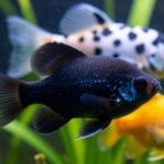 molly fish variety care guide