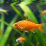 platy fish care guide