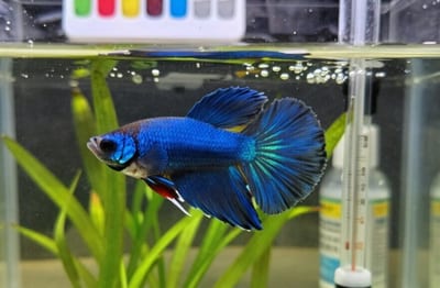 fish mortality prevention strategies