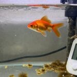 nitrogen cycle and fish