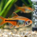 swordtail fish care and varieties