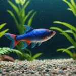 beginner friendly aquarium fish