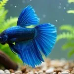 easiest fish for beginners