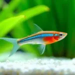 first fish for aquarium