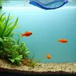 fish removal during cleaning