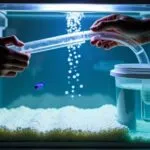 safe fish tank maintenance