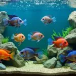 aquarium compatibility for fish