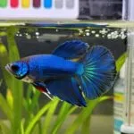 fish mortality prevention strategies