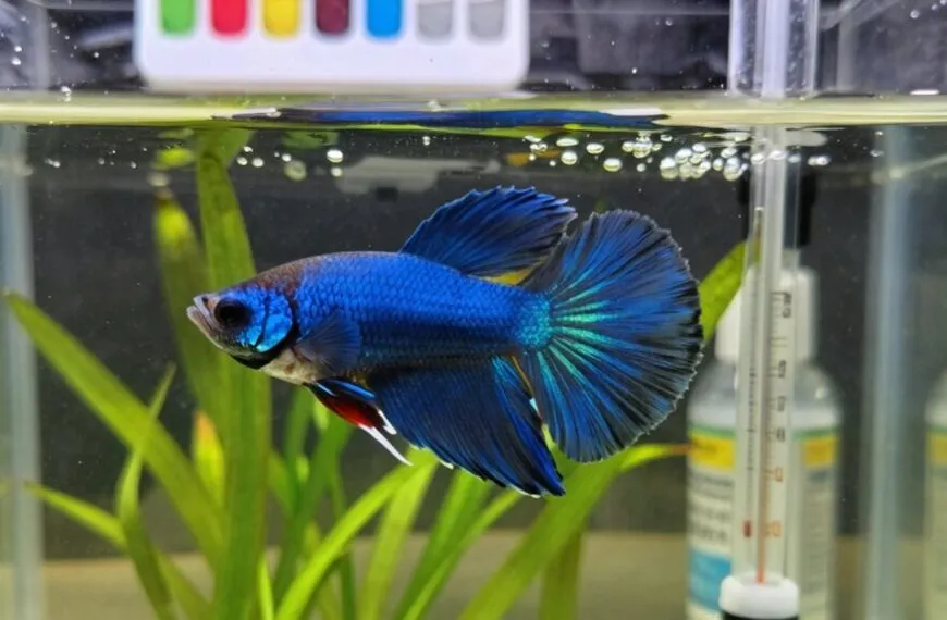 fish mortality prevention strategies