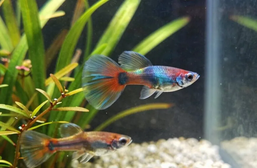 guppy varieties breeding tank requirements