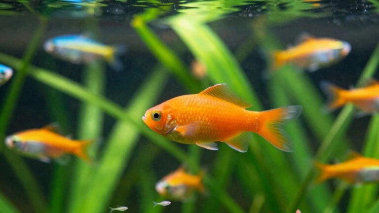platy fish care guide