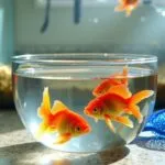 temporary fish bowl placement