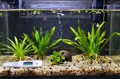 aquarium cycling success tips