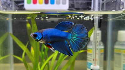 fish mortality prevention strategies