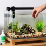 setting up fish tank