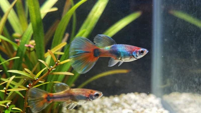 guppy varieties breeding tank requirements