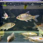 avoid unhealthy fish purchases