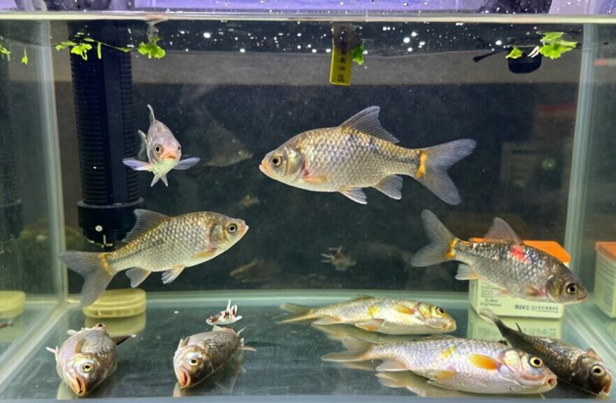 avoid unhealthy fish purchases