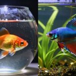 bowl style tanks drawbacks discussed