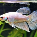 identifying stress in fish