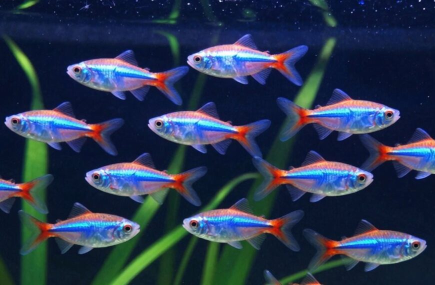 neon tetra social dynamics explained