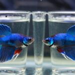 rescuing fish affects breeding