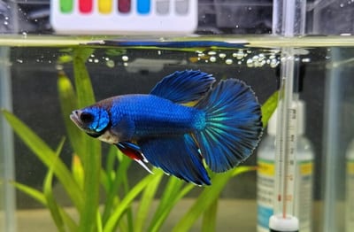 fish mortality prevention strategies